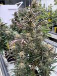 Instagram Blueberry Auto