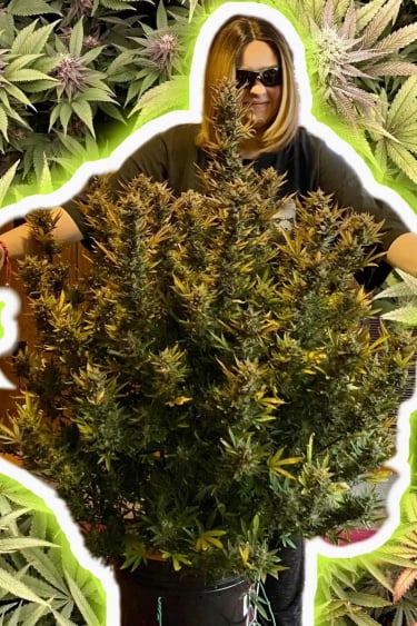 Instagram Lemon Pie Auto