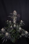Instagram Sundae Frost Auto™