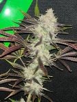 Instagram Mendo Frost Auto™