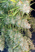 Instagram Pound Cake Auto™
