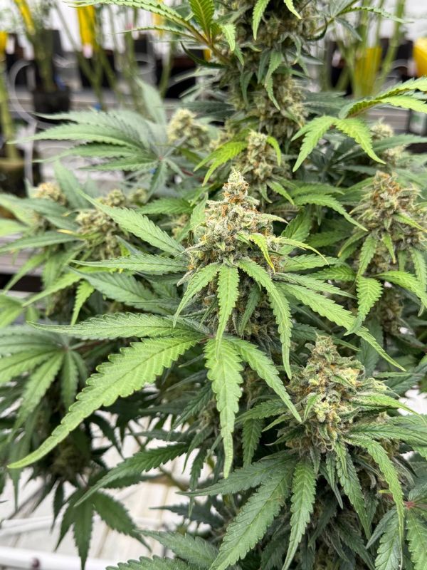 Instagram Moby Dick Auto