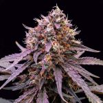 Instagram Guava Runtz Auto™