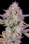 Instagram Strawberry Gorilla Auto