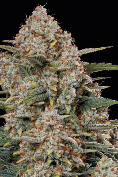 Instagram Gorilla Cookies Auto