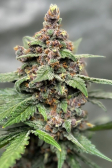 Instagram Lemon Cherry Cookies Auto