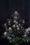 Instagram Sundae Frost Auto™