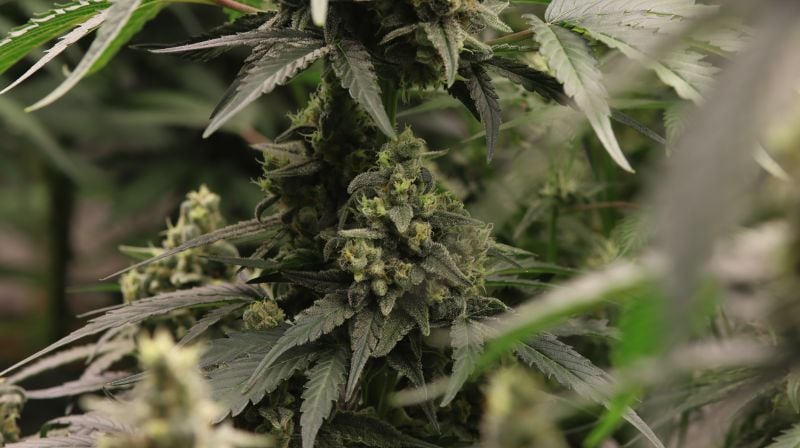 Instagram Banana Cherry Cookies Auto