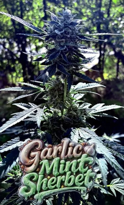 Instagram Garlic Mint Sherbet