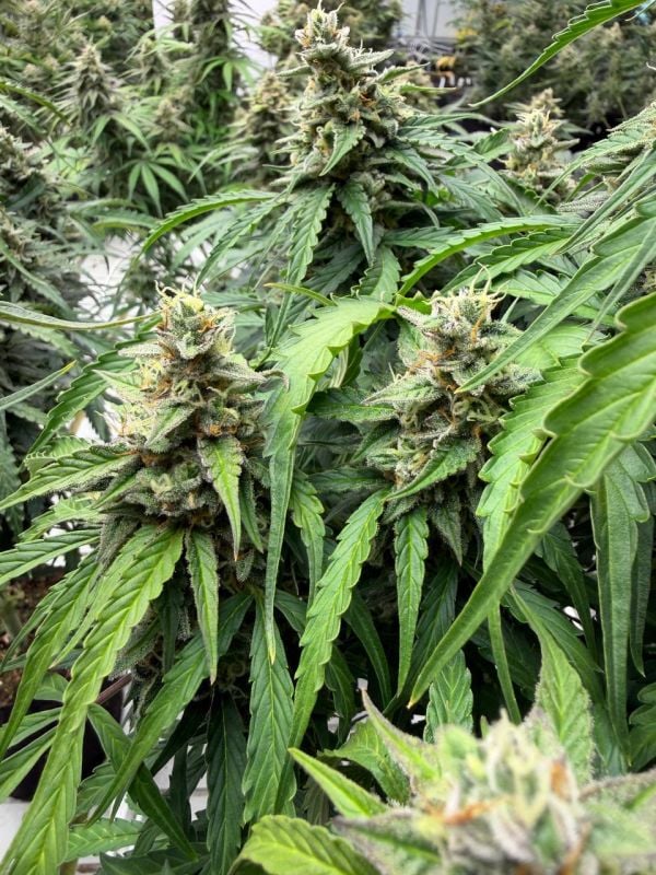 Instagram Northern Lights Auto