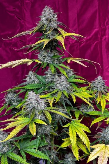 Instagram Strawberry Gorilla Auto