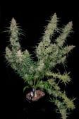 Instagram Sour Jealousy Auto™