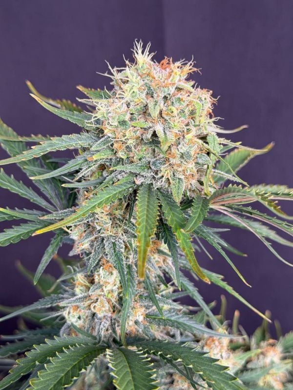 Instagram White Widow Auto