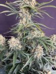 Instagram White Widow Auto