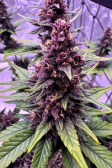 Instagram Banana Purple Punch Auto