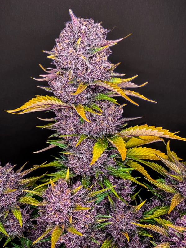 Instagram AUTO | Purple Lemonade Auto