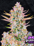 Instagram Purple Punch Auto