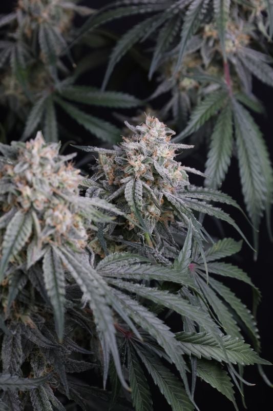 Instagram Garlic Mint Sherbet Auto