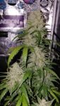 Instagram Banana Cherry Cookies Auto™