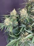 Instagram White Widow Auto