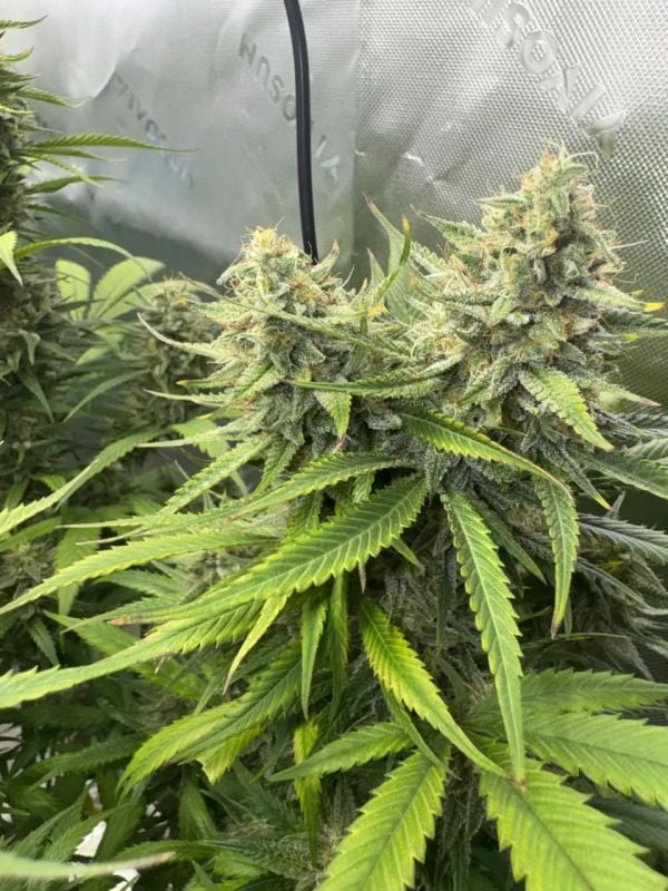 Instagram Pineapple OG Auto