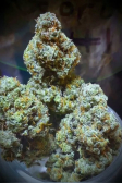Instagram Gorilla Z Auto