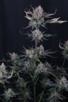Instagram Guava Runtz Auto™