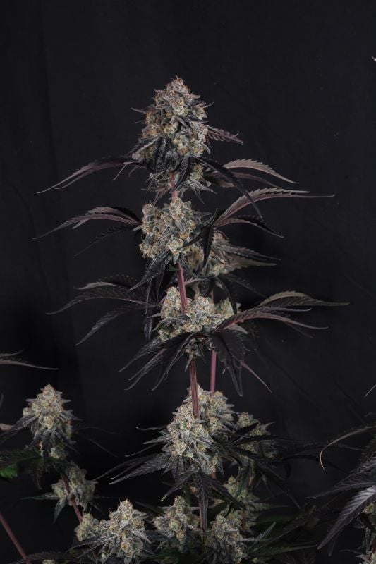 Instagram Lemon Cherry Sundae Auto