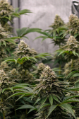 Instagram Gorilla Melon™