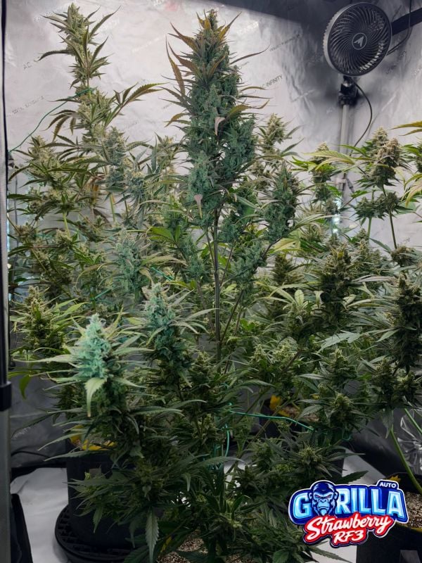 AUTO | Strawberry Gorilla Auto RF3™