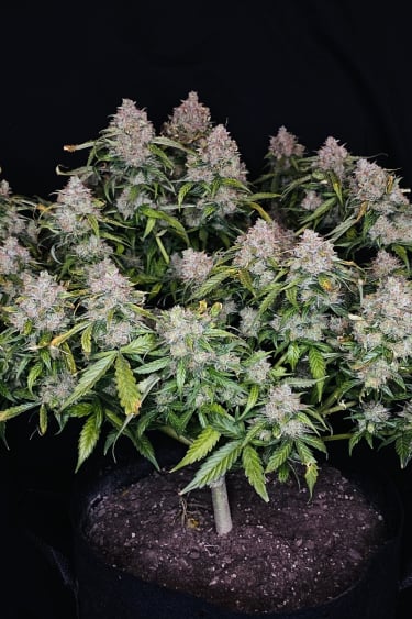 Instagram Northern Lights Auto