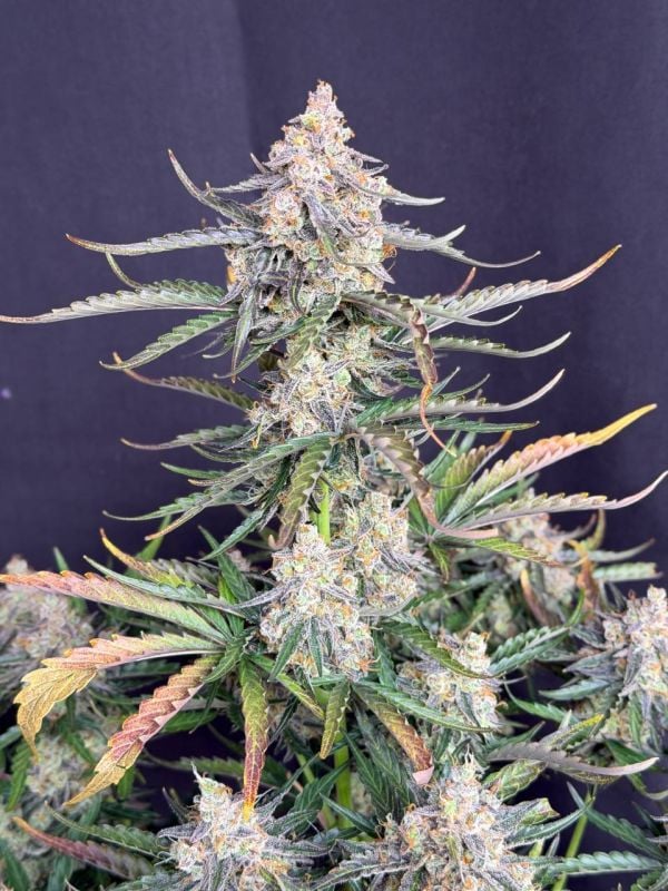 Instagram Big Bud Auto