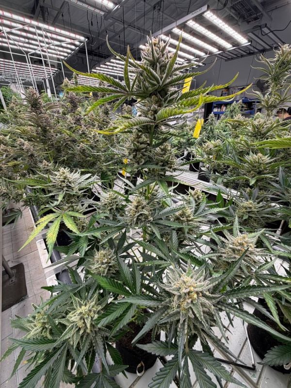 Instagram BubbleGum Auto