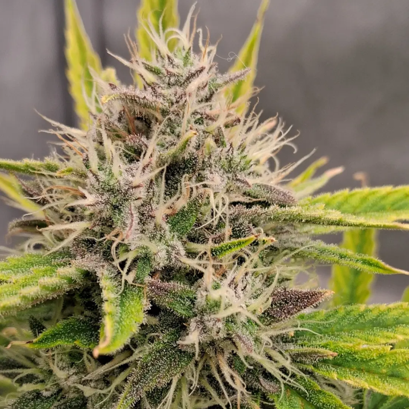 Instagram Mendo Frost Auto