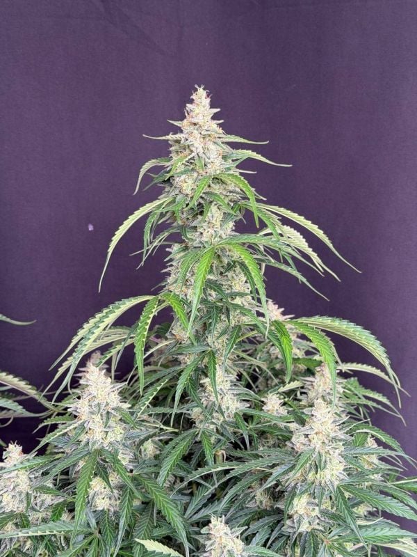 Instagram Northern Lights Auto