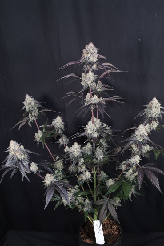 Instagram Lemon Cherry Sundae Auto