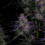 Instagram Banana Guava Auto™