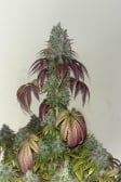 Instagram Papaya Sherbet™