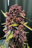 Instagram Purple Lemonade Auto