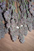 Instagram Purple Haze Auto™