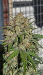 Instagram Papaya Cookies Auto™