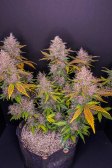 Instagram LSD-25 Auto