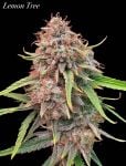Instagram Lemon Tree Auto™