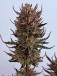 Instagram Guava Auto RF3™