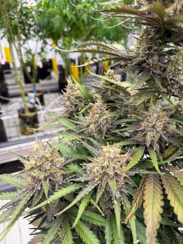 Instagram Trainwreck Auto