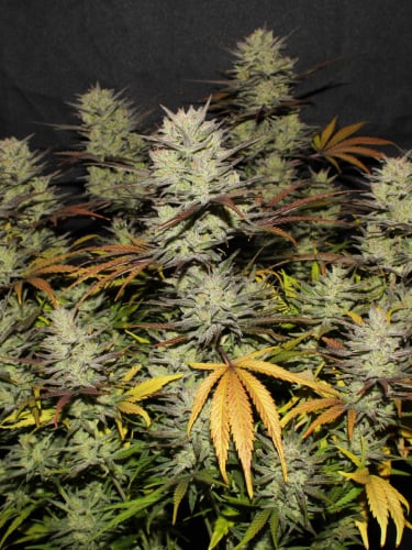 Instagram Northern Lights Auto