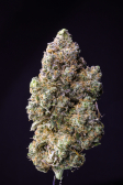 Instagram Gorilla Z Auto