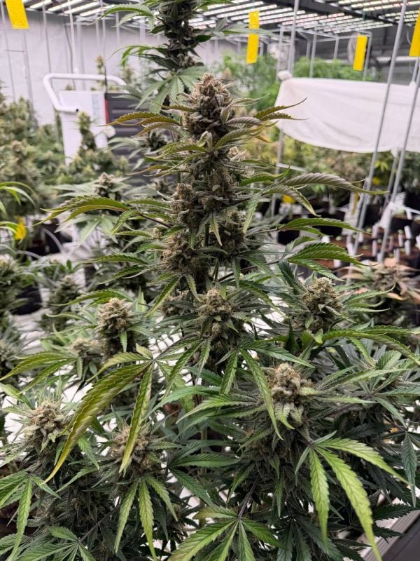 Instagram Sour Diesel Auto