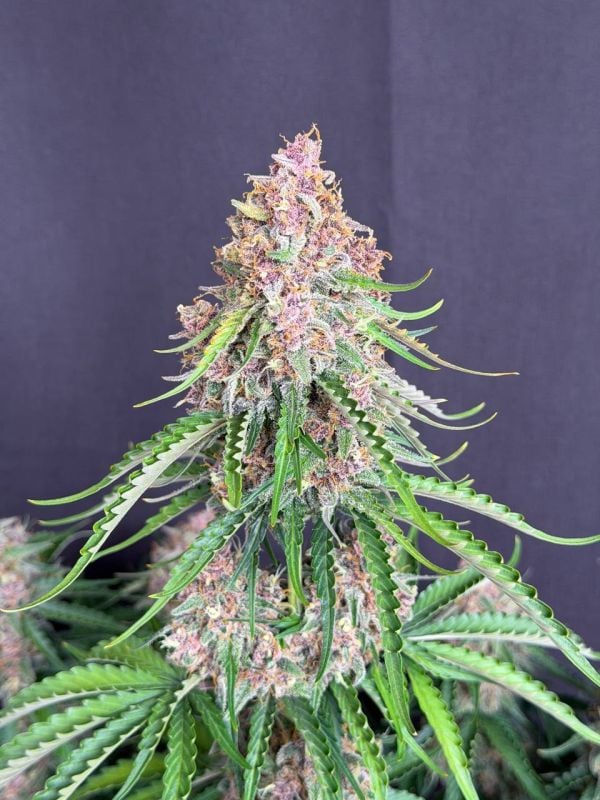 Instagram Afghan Kush Auto