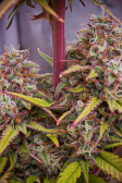 Instagram Gorilla Z Auto